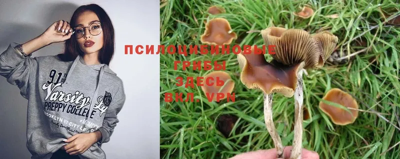 Псилоцибиновые грибы Cubensis  купить наркоту  Майкоп 